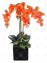 Marron Phalaenopsis Orchid Flower Seeds for Planting – Heirloom, Non-GMO, High Germination Seeds