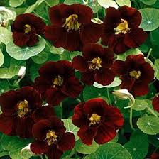 Black Nasturtium Flower Seeds for Planting – Heirloom, Non-GMO, Cut Flower Favorite Organic Garden Seeds