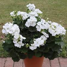 Geranium Pratense Flower Seeds for Planting – Heirloom, Non-GMO, High Germination Organic Garden Seeds