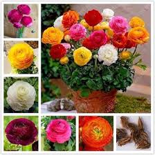 Mixed Ranunculus Flower Seeds for Planting – Heirloom, Non-GMO, Cut Flower Favorite Organic Garden Seeds