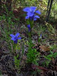 Gentiana Crinita Flower Seeds – Heirloom, Non-GMO, Pollinator-Friendly Organic Garden Seeds for Planting