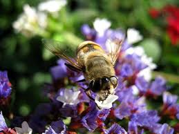 Limonium Sinuatum Flower Seeds for Planting – Heirloom, Non-GMO, Low Maintenance Organic Garden Seeds