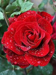 Red Green Rose Flower Seeds for Planting Heirloom Non-GMO High Germination Organic Garden Seeds