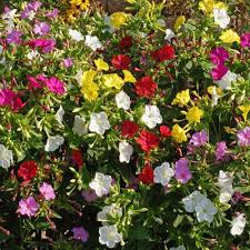 Heirloom Mirabilis Jalapa Flower Seeds for Planting – Easy to Grow, Non-GMO, High Germination Organic Garden Seeds