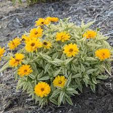 Yellow Heliopsis Flower Seeds for Planting - Heirloom, Non-GMO, High Germination Organic Cut Flower Seeds