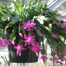 Violet Zygocactus Truncatus Flower Seeds for Planting – Compact Growth, Heirloom, Non-GMO, High Germination Organic Garden Seeds