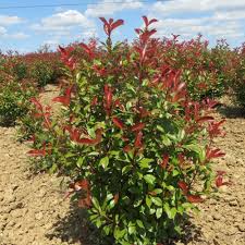 Photinia Fraseri Red Tip Seeds for Planting - Heirloom, Non-GMO, High Germination, Organic Garden Seeds