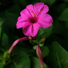 Mirabilis Jalapa Flower Seeds for Planting – Garden Favorite Heirloom Non-GMO High Germination Organic Garden Seeds