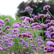 Purple Verbena Bonariensis Flower Seeds for Planting – Heirloom Non-GMO High Germination Organic Garden Seeds
