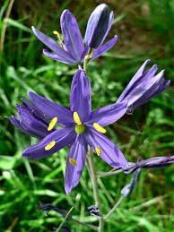 Heirloom Camassia Leichtlinii Flower Seeds – Non-GMO, High Germination Organic Garden Seeds