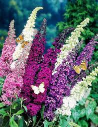 Knight Butterfly Bush Flower Seeds for Planting – Heirloom, Non-GMO, High Germination Organic Garden Seeds
