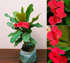 Deep Red Euphorbia Milii Flower Seeds for Planting | Heirloom Non-GMO High Germination Organic Garden Seeds