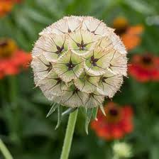Drumstick Scabiosa Flower Seeds for Planting – Heirloom, Non-GMO, High Germination Organic Garden Seeds
