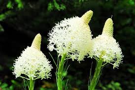 Bear Grass (Xerophyllum Tenax) Flower Seeds for Planting – Bright Blooms, Heirloom, Non-GMO, High Germination
