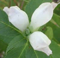 Chelone Glabra Flower Seeds for Planting – Heirloom, Non-GMO, High Germination Organic Garden Seeds