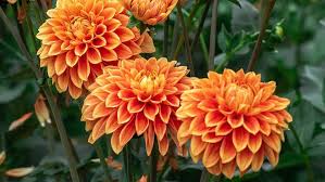 Orange Dahlia Flower Seeds – Non-GMO, High Germination Heirloom Organic Garden Seeds