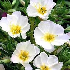 White Oenothera Flower Seeds for Planting – Shade Tolerant Heirloom, Non-GMO, High Germination Organic Garden Seeds