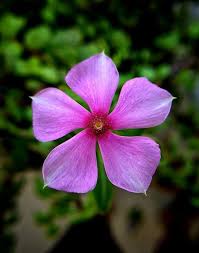 Pink Periwinkle Flower Seeds for Planting – Heirloom, Non-GMO, Organic Garden Seeds