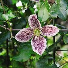 Parthenocissus Tricuspidata Flower Seeds for Planting – Cottage Garden Essential, Heirloom, Non-GMO &amp; High Germination Seeds