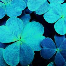 Blue Green Clover Flower Seeds for Planting – Heirloom, Non-GMO Shade-Tolerant Organic Garden Seeds