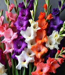 Gladiolus Flower Seeds for Planting – Heirloom, Non-GMO, Vibrant Colors Organic Garden Seeds