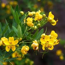 Yellow Didymobotrya Flower Seeds for Planting – Heirloom, Non-GMO, High Germination Organic Garden Seeds