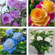 Multi Rose Flower Seeds for Planting | Heirloom Non-GMO High Germination Organic Garden Seeds