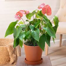 Light Pink Anthurium Flower Seeds – Heirloom, Non-GMO, High Germination Organic Garden Seeds for Borders