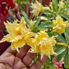 Yellow Adenium Obesum Flower Seeds – Heirloom, Non-GMO, High Germination Organic Garden Seeds