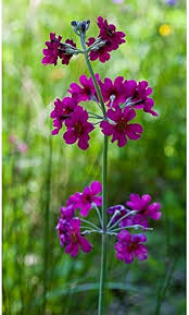 Primula Candelabra Flower Seeds for Planting – Vibrant Colors, Heirloom, Non-GMO, High Germination