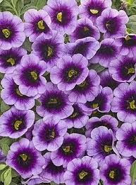 Calibrachoa Flower Seeds for Planting – Heirloom, Non-GMO, High Germination Organic Garden Seeds