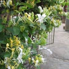 White Cape Honeysuckle Flower Seeds for Planting – Heirloom, Non-GMO, High Germination Organic Garden Seeds