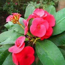 Euphorbia Flower Seeds for Planting – Heirloom, Non-GMO Border-Perfect Organic Garden Seeds