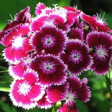 Mixed Barbatus Flower Seeds for Planting – Wildflower Mix, Heirloom, Non-GMO, High Germination