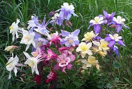 Mixed Aquilegia Flower Seeds for Planting – Heirloom, Non-GMO, High Germination Organic Garden Seeds