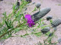 Dalea Purpurea Flower Seeds for Planting - Drought Tolerant, Heirloom, Non-GMO, High Germination Organic Garden Seeds