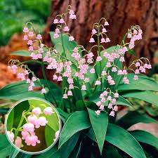 Convallaria Majalis Flower Seeds for Planting – Heirloom, Non-GMO, High Germination Organic Garden Seeds