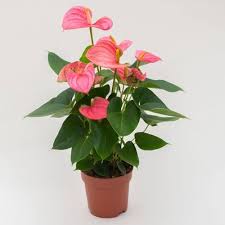 Anthurium Andraeanu Flower Seeds – Heirloom, Non-GMO, Fragrant Blossoms