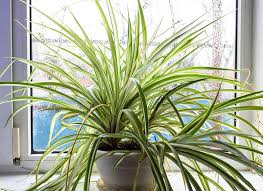 Heirloom Chlorophytum Flower Seeds for Planting – Non-GMO, High Germination, Organic Garden Seeds