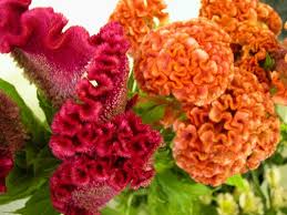 Heirloom Rooster Flower Seeds for Planting – Colorful Display, Non-GMO, High Germination
