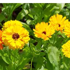 Yellow Calendula Flower Seeds for Planting | Heirloom Non-GMO High Germination Organic Garden Seeds