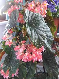 Begonia Flower Seeds for Planting – Cottage Garden Essential Heirloom Non-GMO Organic Garden Seeds