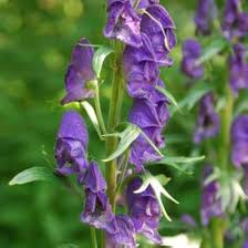 Aconitum Flower seeds for Planting – Perfect for Borders, Heirloom & GMO Free Seeds for Home Garden, High Germination