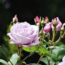 Sterling Silver Rose Flower Seeds for Planting – Heirloom, Non-GMO, High Germination Organic Garden Seeds