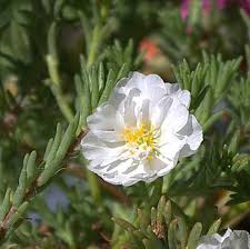 White Moss-Rose Flower Seeds for Planting – Heirloom, Non-GMO, High Germination Garden Seeds