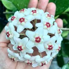 Multi-Colour Hoya Flower Seeds for Planting – Garden Favorite, Heirloom, Non-GMO & High Germination Seeds