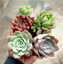 Mixed Echeveria Flower Seeds for Planting – Heirloom, Non-GMO, Easy to Grow, High Germination