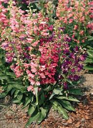 Mix Penstemon Barbatus Flower Seeds for Planting – Heirloom, Non-GMO, High Germination Organic Garden Seeds