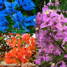 Bougainvillea Glabra Flower Seeds for Planting – Heirloom, Non-GMO, Cut-Flower Favorite High Germination Seeds