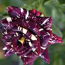 Black Dragon Rose Flower Seeds for Planting – Heirloom, Non-GMO, Bright Blooms Organic Garden Seeds